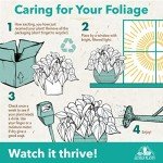 Classic Indoor Plant Collection (4-Pack)