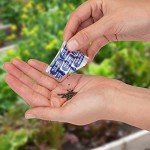 Heirloom Vegetable Seeds Variety Pack - 40 Types