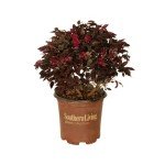 Daydream Dwarf Loropetalum - Compact Evergreen Shrub