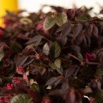 Daydream Dwarf Loropetalum - Compact Evergreen Shrub