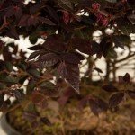 Daydream Dwarf Loropetalum - Compact Evergreen Shrub