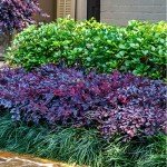 Daydream Dwarf Loropetalum - Compact Evergreen Shrub