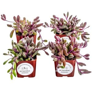 Trailing Succulent 4 Pack for Planters and Gifts