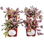 Trailing Succulent 4 Pack for Planters and Gifts