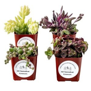 Trailing Mystery Succulents - Assorted Plant Pack