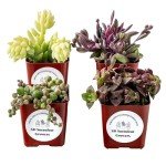 Trailing Mystery Succulents - Assorted Plant Pack
