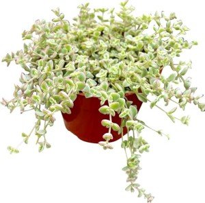 Live 4" Little Missy Variegated Succulent Plant