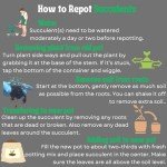 Trailing Succulent 4 Pack for Planters and Gifts