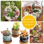 Trailing Succulent 4 Pack for Planters and Gifts