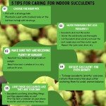 Trailing Mystery Succulents - Assorted Plant Pack