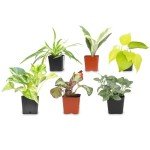 Indoor Plants Gift Set - 6 Live Houseplants