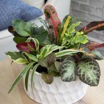 Indoor Plants Gift Set - 6 Live Houseplants