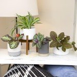 Indoor Plants Gift Set - 6 Live Houseplants