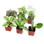 Indoor Plants Gift Set - 6 Live Houseplants