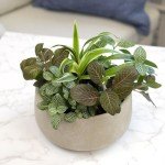 Indoor Plants Gift Set - 6 Live Houseplants