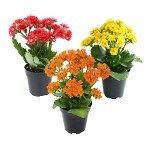 Kalanchoe Succulent Plants - 3 Pack for Indoors