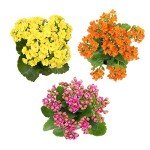 Kalanchoe Succulent Plants - 3 Pack for Indoors