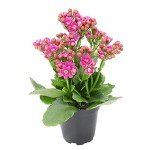 Kalanchoe Succulent Plants - 3 Pack for Indoors