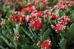Kalanchoe Succulent Plants - 3 Pack for Indoors