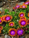 Delosperma 'Fire Spinner' Ice Plant Groundcover 1 Quart