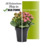 Kalanchoe Succulent Plants - 3 Pack for Indoors