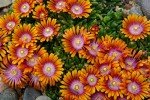 Delosperma 'Fire Spinner' Ice Plant Groundcover 1 Quart