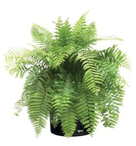 Macho Fern Live Plant in Grower Pot
