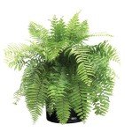 Macho Fern Live Plant in Grower Pot