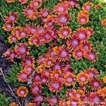 Delosperma 'Fire Spinner' Ice Plant Groundcover 1 Quart