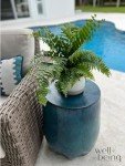 Macho Fern Live Plant in Grower Pot