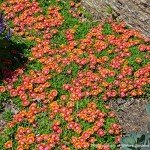 Delosperma 'Fire Spinner' Ice Plant Groundcover 1 Quart
