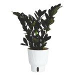 Costa Farms Raven ZZ Plant in White Planter