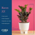 Costa Farms Raven ZZ Plant in White Planter