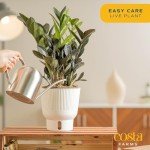 Costa Farms Raven ZZ Plant in White Planter