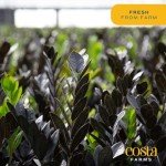 Costa Farms Raven ZZ Plant in White Planter