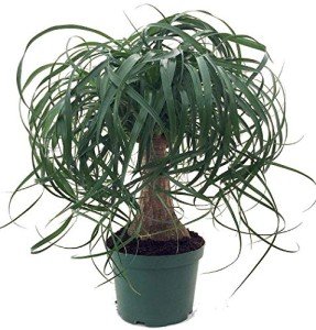 Ponytail Palm Indoor Bonsai Tree - 6 Years Old