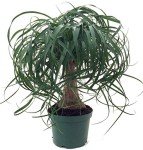 Ponytail Palm Indoor Bonsai Tree - 6 Years Old
