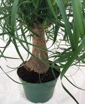 Ponytail Palm Indoor Bonsai Tree - 6 Years Old