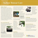 Ponytail Palm Indoor Bonsai Tree - 6 Years Old