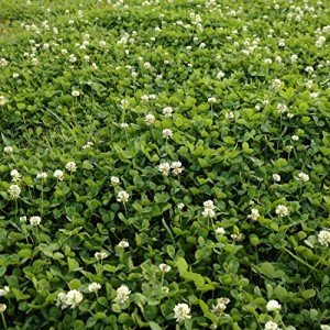 Perennial White Dutch Clover Seed - 2 lbs