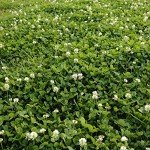 Perennial White Dutch Clover Seed - 2 lbs