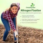 Perennial White Dutch Clover Seed - 2 lbs