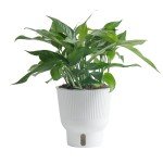 Baltic Blue Pothos Plant in Garden Pot