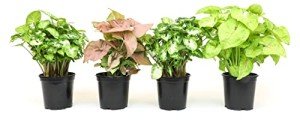 Indoor Syngonium Plant Kit - 4 Pack