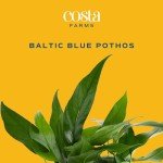 Baltic Blue Pothos Plant in Garden Pot