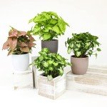 Indoor Syngonium Plant Kit - 4 Pack