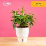 Baltic Blue Pothos Plant in Garden Pot