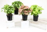 Indoor Syngonium Plant Kit - 4 Pack