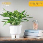 Baltic Blue Pothos Plant in Garden Pot