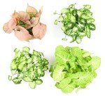 Indoor Syngonium Plant Kit - 4 Pack